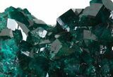Exceptional Gemmy Dioptase Cluster - Namibia #44661-4